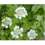 American Cranberrybush